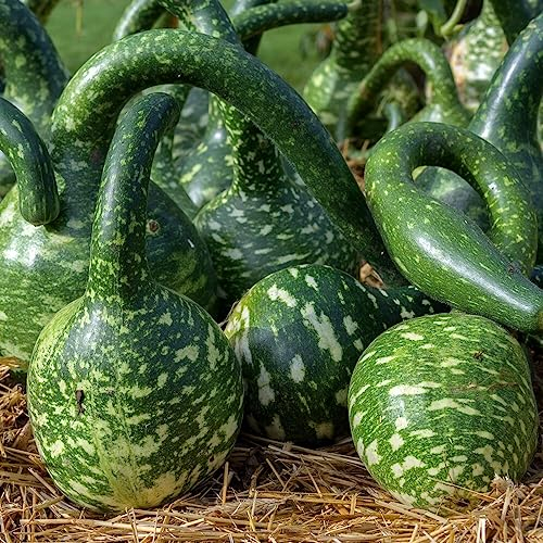 Zierkürbis Cobra Kalebasse Samen für ca. 10 Pflanzen - Zierkürbis, Flaschenkürbis