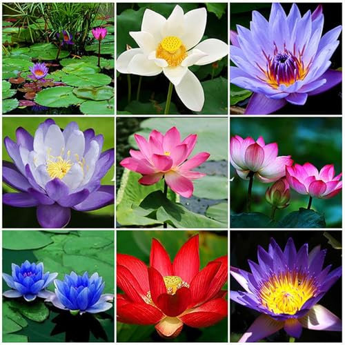 RFEGJVII Bonsai Lotus Samen Winterhart- Seltene Pflanzen Serie -1-Beutel Lotus Samen Mini Nicht GMO Gemischte Bonsai Lotus Schüssel Samen für Garten Schalenlotus-Samen
