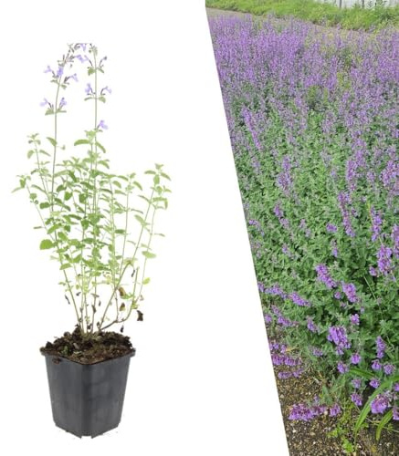 Plants by Frank Nepeta Walker's Low, 12x Katzenminze Pflanzen, Ø 9 cm | Katzenminze Pflanze mit Dunkelviolette Blütenfarbe, Bodendecker Winterhart, Bienenfreundlich, Topf 9 cm, Höhe: 15 cm