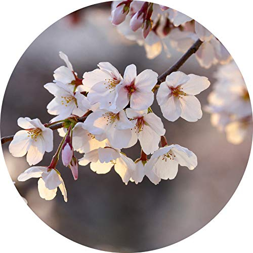 Designwalls 2.0 | Cherry Blossoms DD119202 | Baum Kirschblüte Tapete für Flur/Diele | Vlies Tapete Weiß Rosa - 1,4 m x 1,4 m