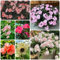 150 Pcs Impatiens Samen, Kleine Geschenke, Pflanzensamen Zimmerpflanzen Samen Violett Springkraut Samen - Impatiens Balsamina - Winterlinge, Gartenpflanzen Winterhart Mehrjährig Wildblumenwiese