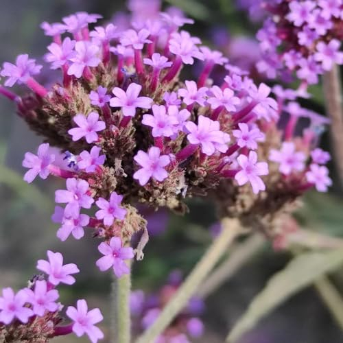 50 pcs eisenkraut samen schnittblumen samen pflanzen garten saatgut balkonpflanzen winterhart samen eisenkraut blumensamen balkon garten blumen stauden winterhart mehrjährig wildblumensamen