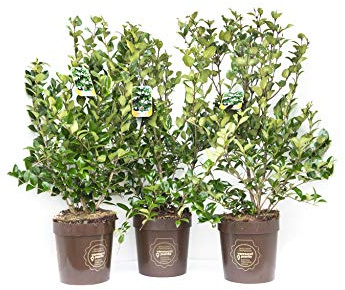 Ligustrum texanum, Ligustro, Pianta vera in vaso Vannucci Piante, Pianta da terrazzo (cod. 6) (3x)