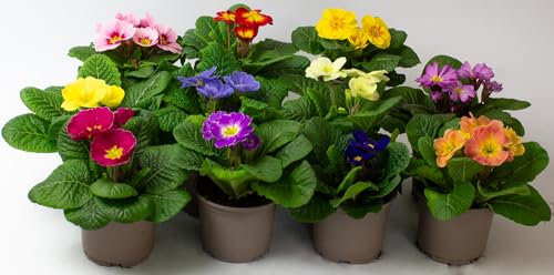 9 x Primula Acaulis – Primrose Plants Outdoor Garden Ready, Flowering Bedding Plants Garden Ready in 10.5cm pots, These are NOT Plug Plants (9)