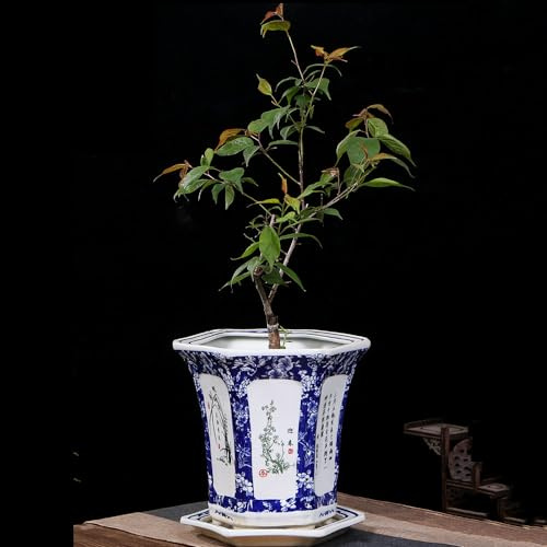 JKJZSALJ Maceta De Porcelana Azul Y Blanca para Suculentas, Mini Suculentas Vivas, Decoración Asiática, Maceta De Cerámica para Jardinería, Maceta China De Cerámica, 25 X 26 Cm, 32 X 35 Cm