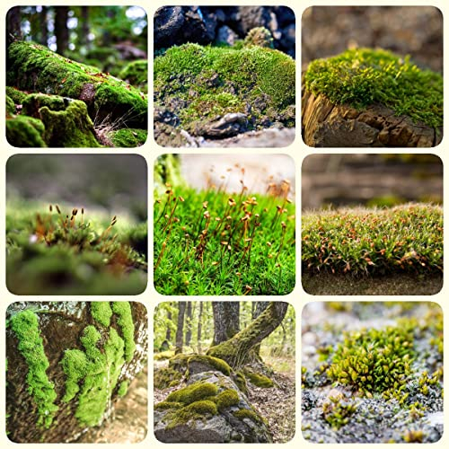 Moos Samen(Sphagnum Moos)/Torfmoos Serie-Spagnummoos FüR Pflanzen Balkonpflanzen Nachhaltige Geschenke Exotische Pflanzen Aquarium Bodendecker-500stüCk