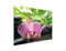 DarHaus Couvercle pour plaque de cuisson universelle en céramique, à induction, Planche à découper en verre 40 x 30 cm, protection anti-éclaboussures, plaque en verre, cuisine, Orchidée Violet