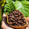 50 Pcs Kaffee Pflanzen Samen Kaffeebohnen - Balkonpflanzen Winterhart Planzen, Kaffeepflanze Samen - Coffea Arabica - Winterharte Stauden, Geschenke Für Pflanzenliebhaber, Indoor