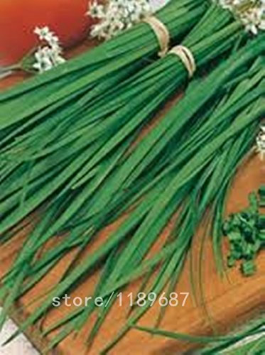 100 Stück/Beutel Bonsai Berg Azalee - Rhododendron simsii Satsuki Misto del Fiore di Colore DIY-Haus und Gartengrundstück