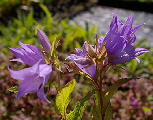 Wald-Glockenblume - Campanula latifolia var. macrantha Verpackungseinheit 1