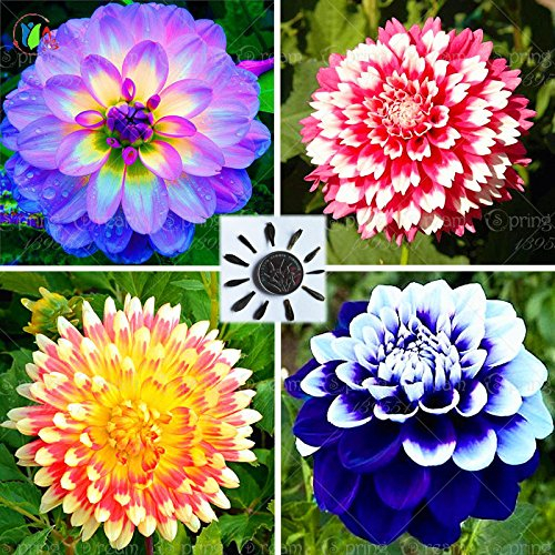 25 / bag Dahlie, Dahlien blühen Mischfarben Dahlien Samen für DIY Hausgarten