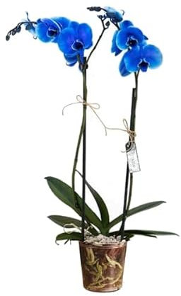DECOALIVE Orquídea Mariposa con Flores Azules Planta de Interior Natural