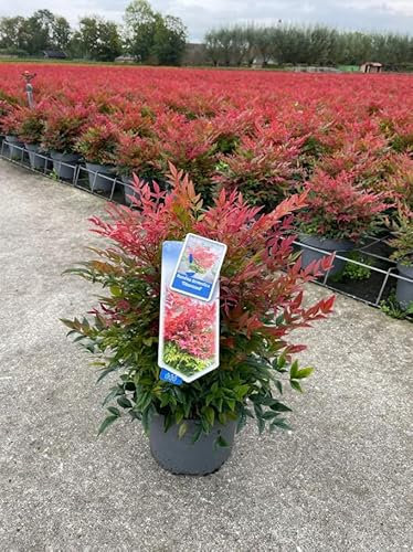 Nandina domestica Bambù Sacro pianta sempreverde a cespuglio in vaso ø18 cm Vivaio di Castelletto