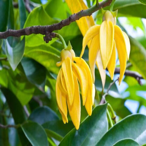 20 semi di fiori di ylang ylang gialli
