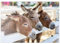 MyPuzzle DREI Esel auf dem Bauernhof - Premium 200 Teile Puzzle - MyPuzzle Sonderkollektion von Puzzle Galaxy