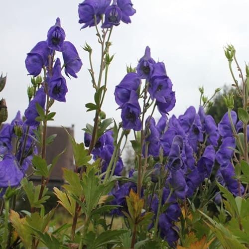 6x Herbst Eisenhut 'Arendsii' - Aconitum carmichaelii ‘Arendsii’ - Topf 9x9cm
