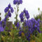 6x Herbst Eisenhut 'Arendsii' - Aconitum carmichaelii ‘Arendsii’ - Topf 9x9cm