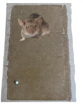 Trappola Adesiva per Topi e Ratti, raggni, scorpioni, scarafaggi, blatte Grande Trappola per Topi, Tavoletta per Topi Grandi, per Roditori, Colla Aromatizzata Extra Forte (2, mm 17,50 x 27,50 x 3)