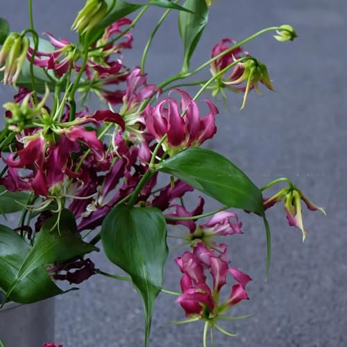 lirios de fuego - bulbos, bulbos de flores, planta trepadora gloriosa superba, Plantas trepadoras, resistentes y de rápido crecimiento. las plantas son resistentes plantas raras, 3pcs