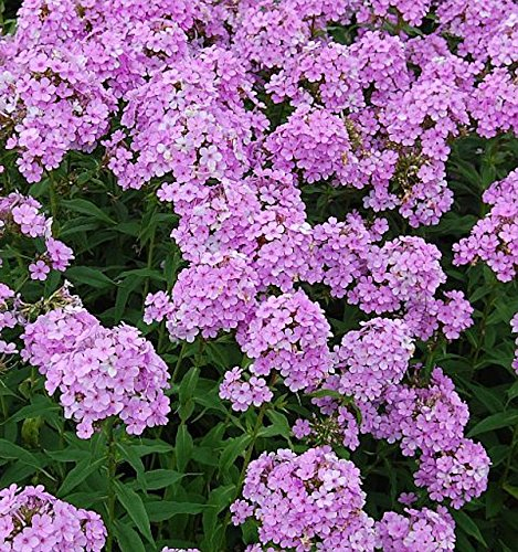 Hohe Flammenblume Hesperis - Phlox paniculata - lebende Gartenpflanze aus den Baumschulen