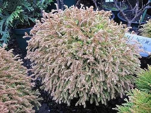 Thuja occidentalis Golden Tuffet - Zwerg- Lebensbaum 25-30