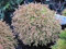 Thuja occidentalis Golden Tuffet - Zwerg- Lebensbaum 25-30