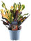 Trendyplants – Codiaeum Variegatum 'Mammi' – Croton – Pianta d'appartamento – Altezza 20 – 40 cm – Dimensioni vaso Ø 12 cm