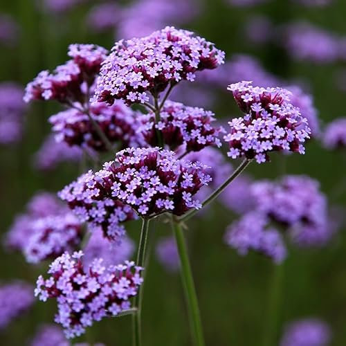 Plant Theory Perennials Flowering Plants Verbena Bonariensis 2L Pot