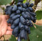 Uvas Plantas Sin Semillas Resistentes Plantas En Macetas, Frutas, Parecidas A Enredaderas, Plantas De Cuatro Estaciones,Plantas De JardíN, Plantas Perennes-5bulbos-C