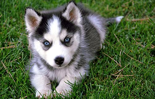 LHJOYSP Geschenk Kind mädchen 3D Puzzle 1000 Teile Husky-Welpen 75x50cm