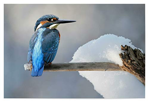 artboxONE Poster 30x20 cm Tiere Eisvogel hochwertiger Design Kunstdruck - Bild Natur Eisvögel Kingfisher