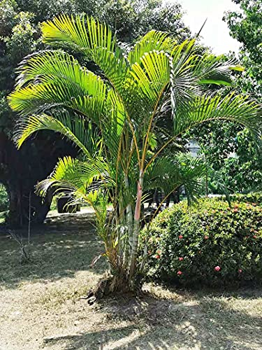 4 Samen der Areca-Palme (Dypsis lutescens)