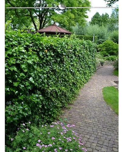Irischer Efeu 125-150 cm im Topf. Angebot: 10 Hedera immergrüne Kletterpflanzen