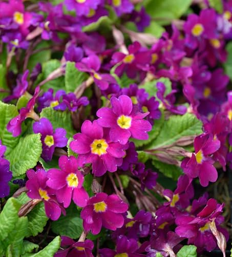 Teppich Primel - Primula pruhoniciana - lebende Gartenpflanze aus den Baumschulen