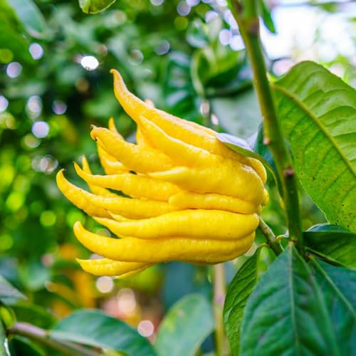 Semillas de limón de la mano de Buda - Planta de cítricos exóticos - Semillas de bergamota - de jardín, plantas de jardín jardín de plantas, colorido árboles jardín resistente 50pcs