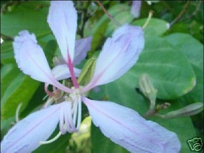 Bauhinia Variegata lila Orchidee BAUM Exotische Samen!