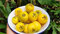 Genipap 20 gelbe Kirschbaum Samen Guava