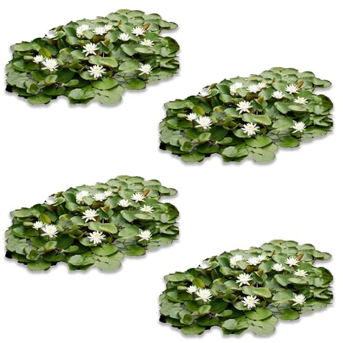 vdvelde.com - Seerosenfeld - 30 Stück - Nymphaea Drop & Grow - Große Seerose - Ohne Korb ins Wasser - Platzierung: -10 bis -100 cm