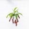 Pianta vera di Nepenthes x rebecca - Diametro Vaso 18 basket