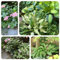 Semi resistenti di pianta di Hosta, semi di bonsai Hosta plantaginea, regali per gli amanti del giardino semi di prato fiorito piante rare hosta funky resistente acquistare hosta 80pcs