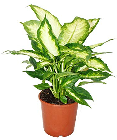 Dieffenbachia - Indoor Plants - 17cm pot