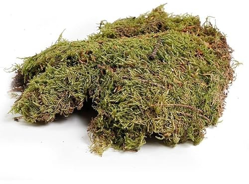 vdvelde.com - Swampworld Deko-Moos - Grünes Moos 30 x 40 x 5cm