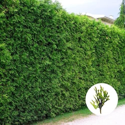 Hecken Helge/Lebensbaum (Thuja) Brabant / 20-40 cm / 12 Stück / 3 Meter