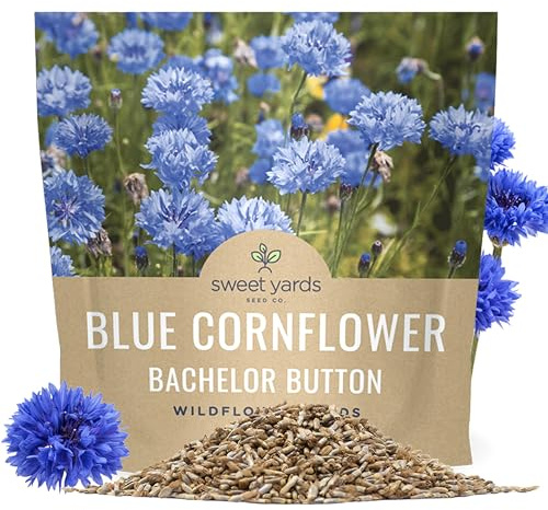Blue Cornflower Seeds – Bachelor Buttons – Extra Large Packet – Over 5,000 Open Pollinated Non-GMO Wildflower Seeds – Centaurea cyanus