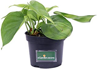 Pianta di Philodendron Scandens Pianta di Filodendro pianta da interno pianta da appartamento pianta ornamentale pianta vera venduta da eGarden.store (Philodendron Scandens Brasil v.12 cm)