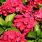 1 X Hydrangea MACROPHYLLA 'Teller RED' DECIDUOUS Shrub Hardy Plant in Pot