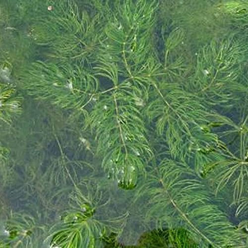 lamphle 100 Unids Ceratophyllum Demersum Semillas Planta Tanque de Agua Decoración de Acuario para Plantación de Jardín Semillas de Ceratophyllum Demersum