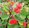 Portal Cool Samen Rosa Chinese Euphorbia Milii Bonsai Seltene Haus-Garten-Blumen-Töpfe Dekor
