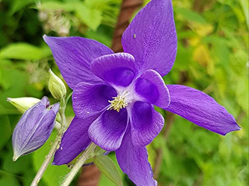 Akelei - wunderschöner Farbenmix - Aquilegia Vulgaris - 30 Frische Samen