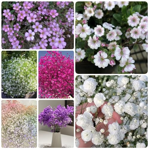 300 Pcs Schleierkraut Samen Bunt - Pflanzen Garten, Winterharte Pflanzen Für Garten,Clivia Miniata, Wildblumensamen, Nachhaltige Geschenke Für Frauen Frühlingsblumen Wiesensamen